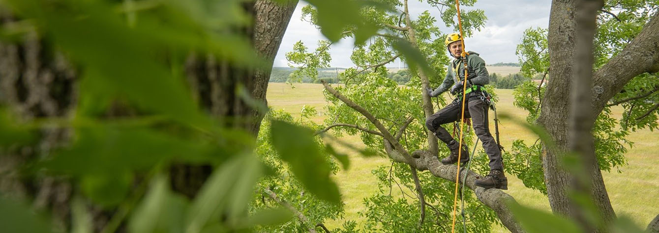 Kompletní výbava pro stromolezce